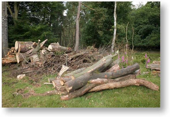 Bourgeon sessie Figuur Brandhout gratis of brandhout kopen. Wat zijn de voor- en nadelen?